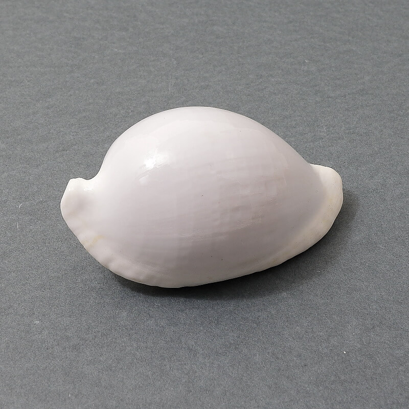 Conchiglie Naturali e da Collezione: Biplex perca